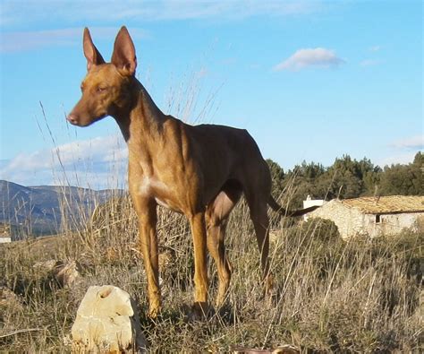 venta de podencos andaluces en madrid|Podenco Andaluz cachorros en venta 